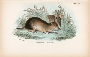Hosszú orrú Bandicoot alkotó: English School