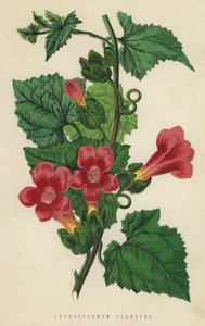 Lophospermum Scandens (kromolit) alkotó: English School