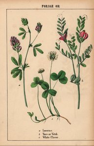 Lucerna, tára vagy bükköny és fehér lóhere  , a "The Instructive Picturebook, or Lessons from the Vegetable World", [Charlotte Mary Yonge], Edinburgh alkotó: English School