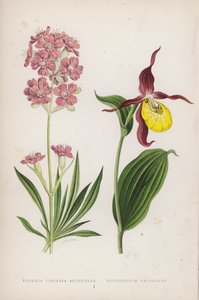Lychnis Viscaria Splendens; papucscipő (színes litho) alkotó: English School