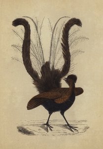 Lyre Bird (színes litográfia) alkotó: English School