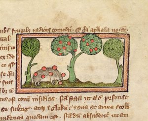 MS 379 f.13r Egy almát szedő sündisznó, részlet egy Bestiáriumból, angolul alkotó: English School