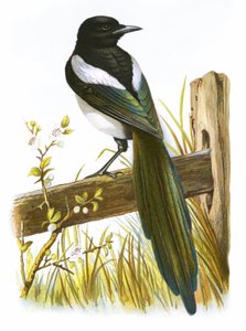 Szarka