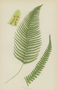 Hím páfrány (színes litho) alkotó: English School
