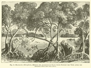 Mangrove (Rhizophora), bemutatja a járulékos gyökereket, amelyek támogatják a fát, miután az eredeti gyökér elhalt alkotó: English School