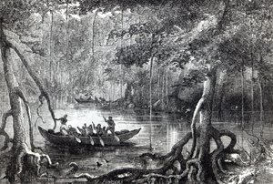 „Mangrove Forest”, előlapi illusztráció a „Huszonkilenc év Nyugat-Indiában és Közép-Afrikában”, H.M. Waddell, 1863-ban jelent meg Londonban alkotó: English School