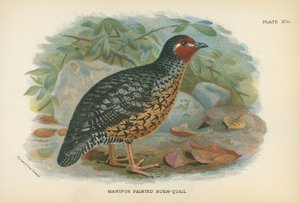 Manipur Painted Bush-Quail alkotó: English School
