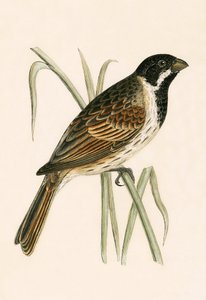 Marsh Bunting, Charles Robert Bree (1811-86) „A History of the Birds of the Birds of Europe Not Observed in the British Isles” (1867-ben megjelent) illusztrációja. alkotó: English School