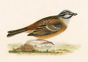 Meadow Bunting, Charles Robert Bree (1811-86) „A History of the Birds of the Birds of Europe Not Observed in the British Isles” című művéből, 1867-ben jelent meg. alkotó: English School