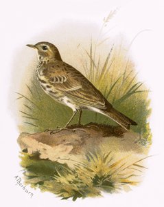 Réti Pipit