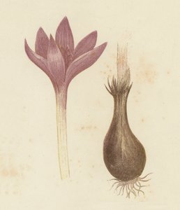 Réti sáfrány, Colchicum Autumnale (színes litho) alkotó: English School