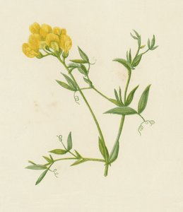Réti bükköny, Lathyrus Pratensis (színes litho) alkotó: English School