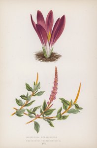 Merendera Bulbocodium; Polygonum Vaccinifolium (színes litho) alkotó: English School