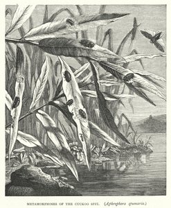 A kakukktorma, Aphrophora spumaria metamorfózisai (metszet) alkotó: English School
