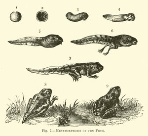 A béka metamorfózisa alkotó: English School