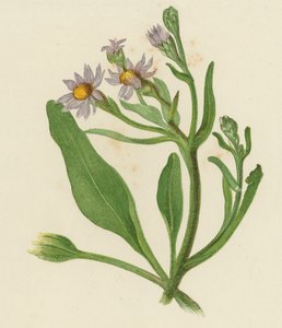 Michaelmas Daisy, Aster Tripolium (színes litó) alkotó: English School