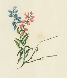 Tejfű, Polygala Vulgaris (színes litográfia) alkotó: English School