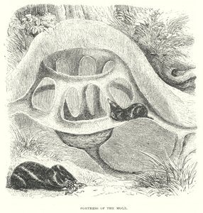 Mole Hill (metszet) alkotó: English School