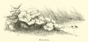 Mór-tyúkok alkotó: English School