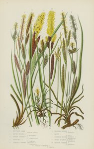 Mountain Carex, Round Headed Carex, Dwarf Silvery Carex, Fingered Carex, Larger Dawny Fruited (színes litho) alkotó: English School