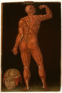 Ms Hunter 364 X. táblázat Boncolás, az anatómiai táblázatokból, John Banister (1540-1610) (olaj barna papíron) alkotó: English School