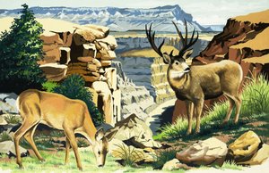 Öszvérszarvas a Grand Canyon Nemzeti Parkban alkotó: English School
