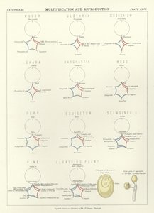 Szorzás és szaporodás alkotó: English School