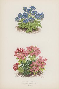 Myosotis Rupicola; Daphne Cneorum (színes litográfia) alkotó: English School