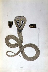Nagoo Snake az „An Account of Indian Serpents Collection from the Coast of Coromandel” című filmből, Patrick Russell, London alkotó: English School