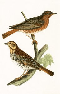Naumann rigója, illusztrációja Charles Robert Bree (1811-86) „A Brit-szigeteken nem megfigyelt európai madarak története” című művéből, 1867-ben megjelent