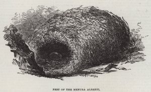 A Menura Alberti fészke (metszet) alkotó: English School