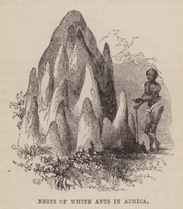 Fehér hangyák fészkei Afrikában (metszet) alkotó: English School