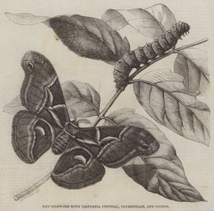 Új selyemhernyómoly (Saturnia Cynthia), hernyó és gubó (metszet) alkotó: English School