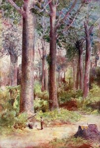 Új-Zéland: Kauri (színes litográfia) alkotó: English School