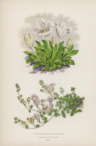 Nierembergia Rivularis; Linaria Villosa (színes litográfia) alkotó: English School