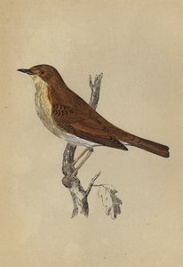 Nightingale (színes litó) alkotó: English School