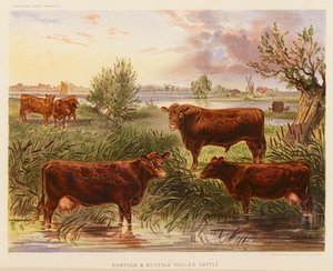 Norfolk és Suffolk Polled szarvasmarha (színes litográfia) alkotó: English School