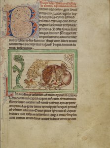 Northumberland Bestiary, 1250-1260 körül (színes mosás és tinta pergamenen) alkotó: English School