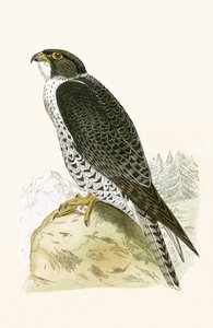 Norvég jer-falcon, illusztráció Charles Robert Bree (1811-86) "A History of the Birds of Europe Not Observed in the British Isles" című, 1867-ben megjelent művéből.