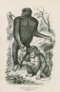 Nshiego Mbouve és Young, Troglodytes Calvu alkotó: English School