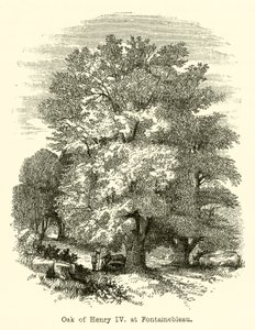 IV. Henrik tölgye, Fontainebleau-ban (metszet) alkotó: English School
