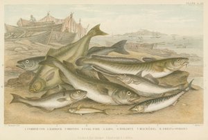 Tengeri hal (színes gravírozás) alkotó: English School