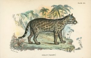 Ocelot [Variety] alkotó: English School