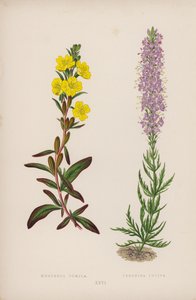 Oenothera Pumila; Veronica Incisa (színes litho) alkotó: English School