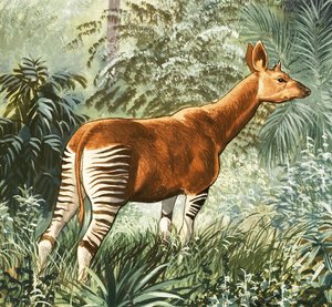 Okapi alkotó: English School
