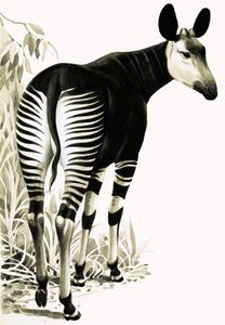 Okapi alkotó: English School