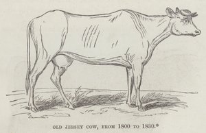 Old Jersey tehén, 1800-tól 1830-ig (metszet) alkotó: English School