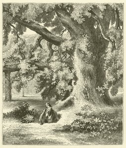Öreg diófa Mentmore-ban (metszet) alkotó: English School