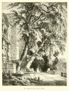 Öreg fák a Villa dEste-ben alkotó: English School