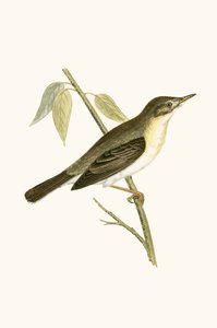Olivaceous Warbler, illusztrációja Charles Robert Bree (1811-86) „A Brit-szigeteken nem megfigyelt európai madarak története” című művéből, 1867. alkotó: English School
